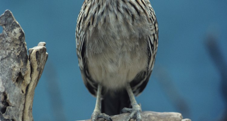 A real roadrunner looks very different than the cartoon character of the same name.