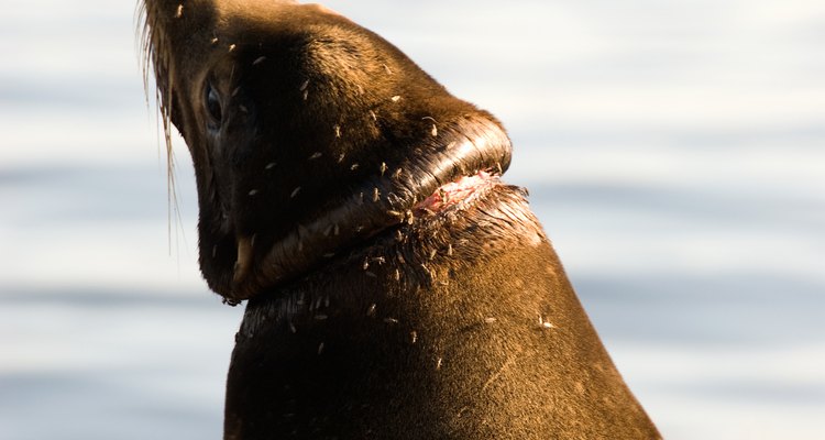 Las focas pueden ahogarse como esta a causa del plástico.