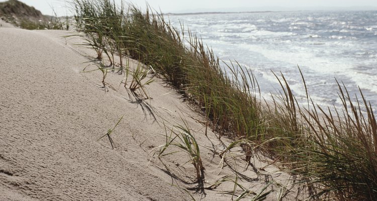 Las gramíneas en una duna de arena deben tolerar las condiciones de viento y de sal.