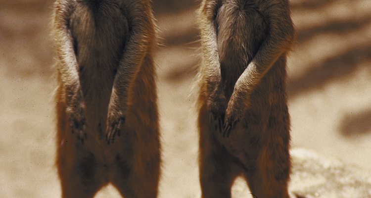 Meerkats look striking on the hind feet and are fun to sculpt.