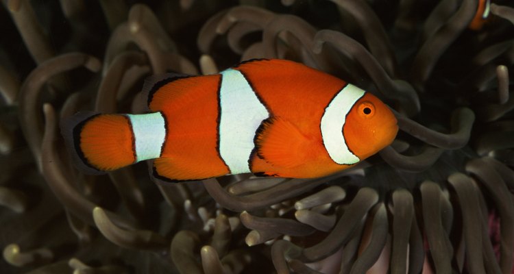 El pez payaso es un pez común de agua salada para el acuario.