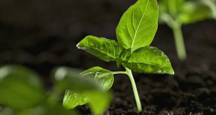 Las plantas necesitan el dióxido de carbono para el proceso de fotosíntesis.