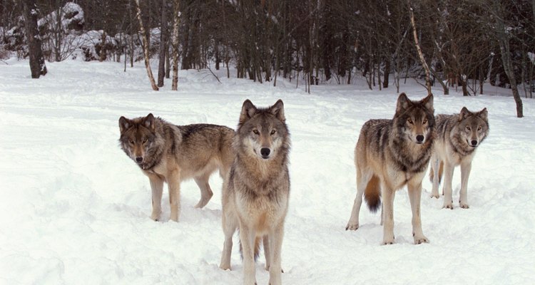 Los lobos viven en manadas de lobos relacionados.