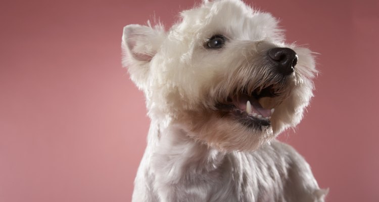 El West Highland White Terrier es un encanto.
