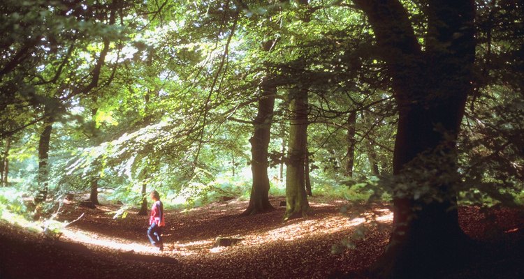 Beech trees are native to Europe, Asia and North America.