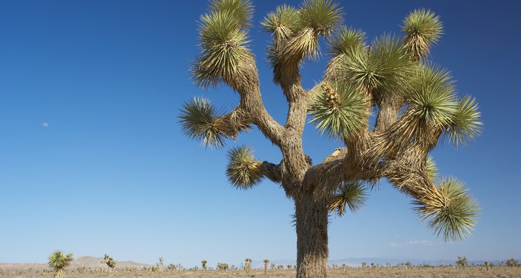 El árbol de Joshua es una planta de yuca muy conocida.