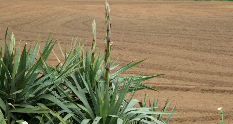 Las hojas de la yuca toleran el frío y tienen bordes con pelos fibrosos y flores blancas en los tallos.