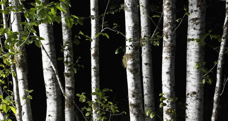 Birch trees are easily recognised by their white peeling bark.