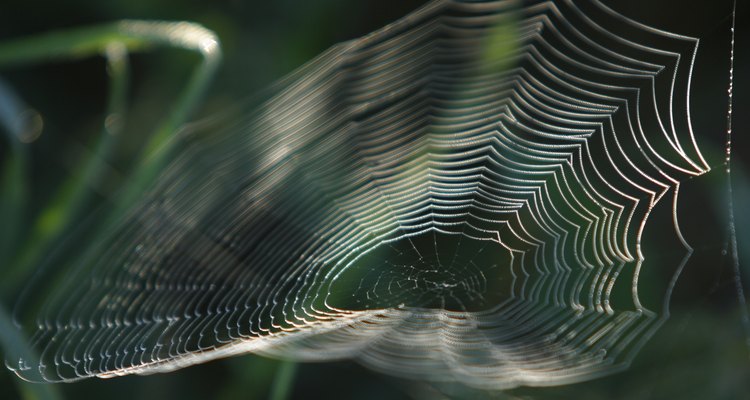Várias outras aranhas têm marcas vermelhas ou amarelas, mas não ambas