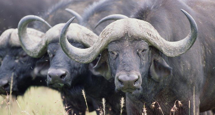 The horn of the water buffalo is used in pens and knife handles, among other items.