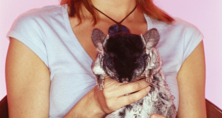 Wild chinchillas are endangered due to hunting and habitat destruction.