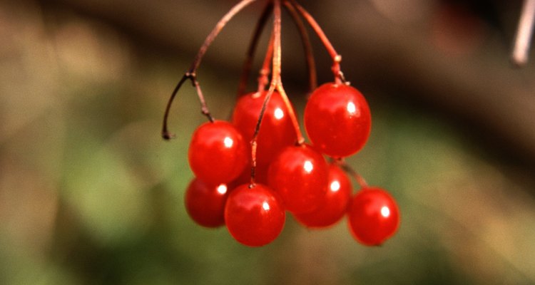Without prompt treatment, rust disease can harm viburnum trees.