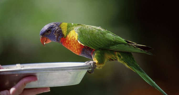 Papagaio num prato