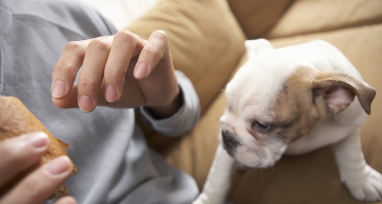 Bríndale el mismo cuidado a tu cachorro boxer blanco del que le darías a un cachorro regular.