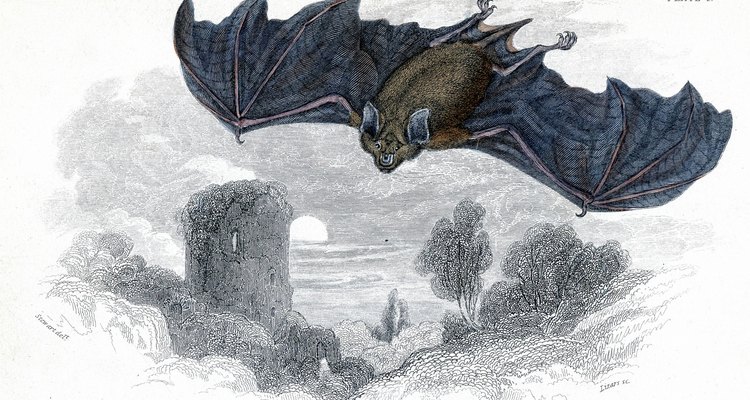 Bats have a strong sense of hearing and often have large ears.