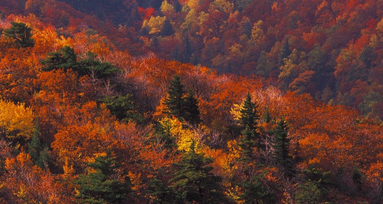 Las excursiones de otoño son especialmente coloridas en la zona Blowing Rock.
