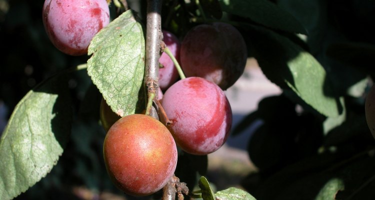 El gorgojo del ciruelo pone sus huevos debajo de la superficie de las ciruelas en crecimiento.