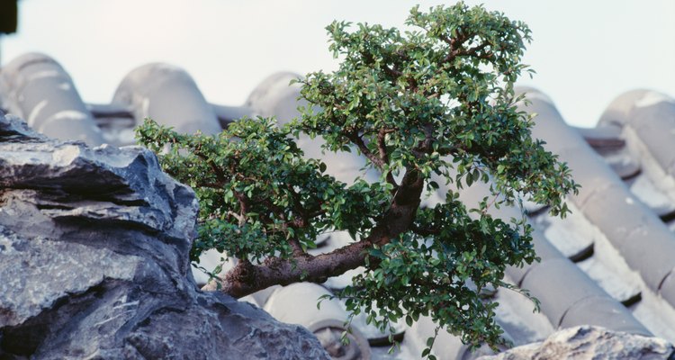 Un bonsai ingeniosamente colocado.