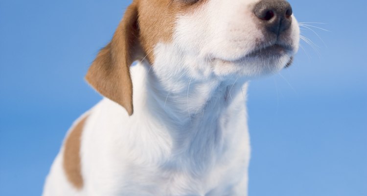 Um filhote de cachorro precisa de ajuda para limpá-lo.