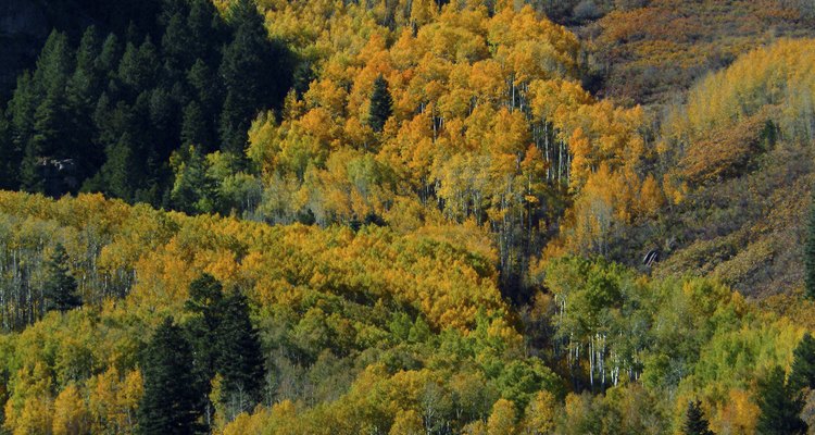 Álamos amarillos a la vista del campamento durante el otoño.