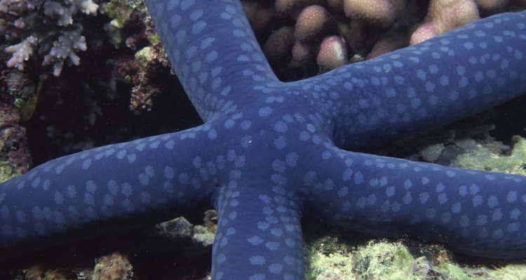 Estrelas do mar não são muito móveis, e pode ser difícil dizer se estão vivas ou mortas