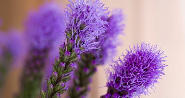Blazing star plants look gorgeous when in bloom.