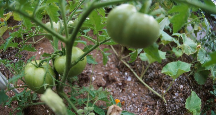 Los gusanos enriquecen el suelo para aumentar la productividad del jardín.