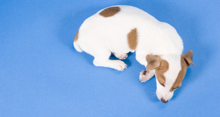 La incontinencia canina ocurre cuando el perro pierde el control de su vejiga durante el sueño.
