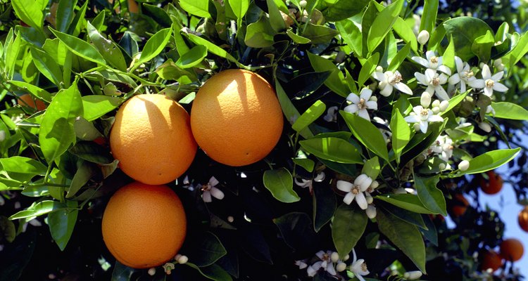 As laranjeiras dão cor e fragrâncias no paisagismo