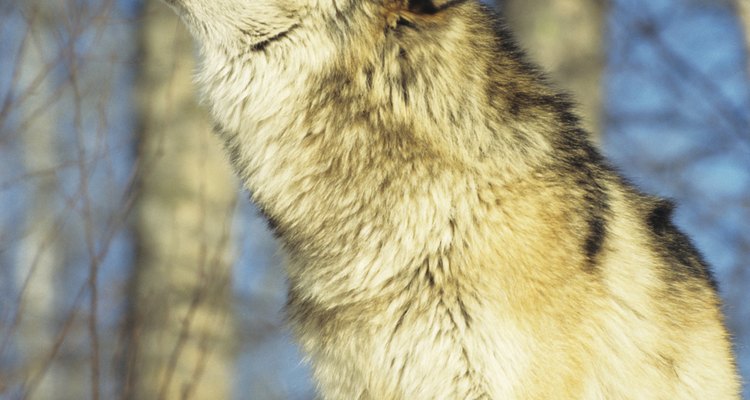 With their striking features, wolves make excellent whittling subjects.