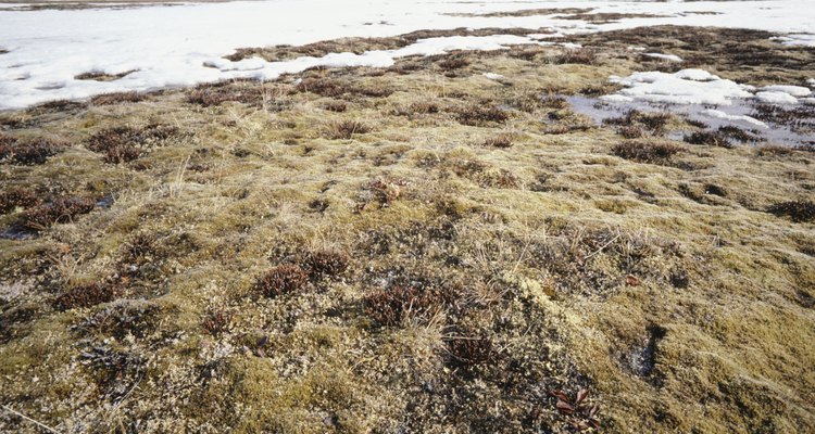 Muy pocos herbívoros pueden sobrevivir en la tundra, debido a la falta de vegetación.