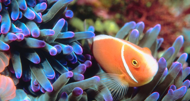 Plywood aquariums can provide a great habitat for reef fish and corals.