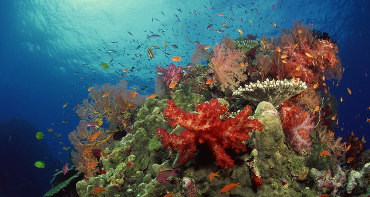 Los arrecifes de coral son hábitat de un sin fin de especies marinas.
