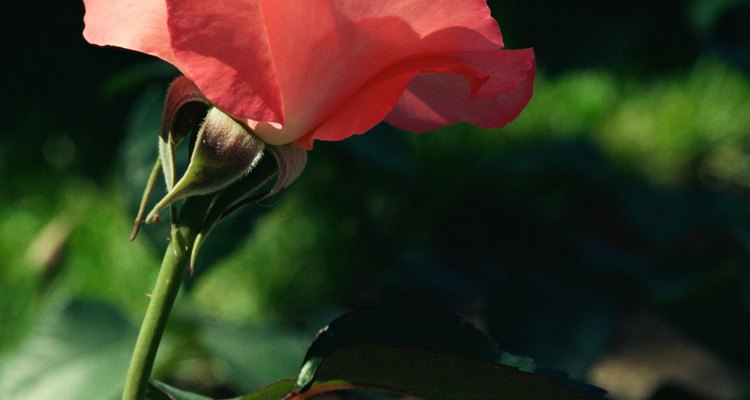 Os espinhos crescem em muitos tipos de roseiras