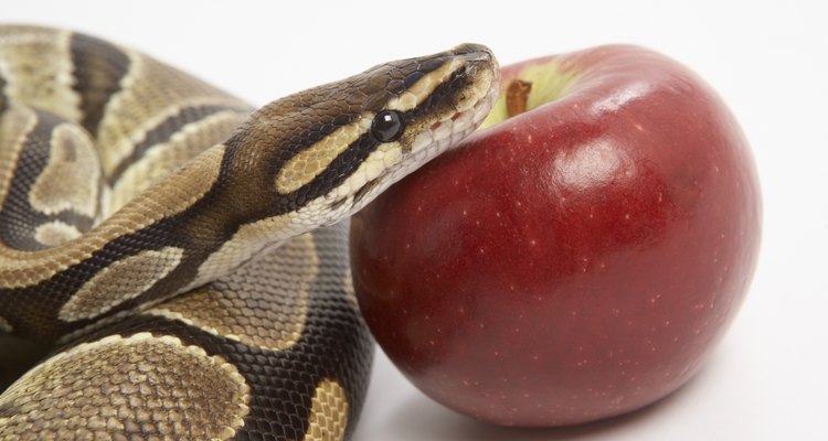 Las serpientes no comen frutas o verduras.