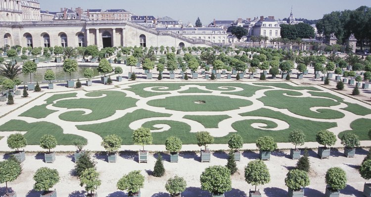 Common box is widely used as a hedging plant in parterre gardens.