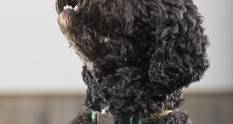 Não deixe uma alergia impedi-lo de adotar um cãozinho!