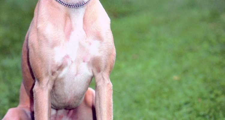 Whippets can develop rashes due to their sensitive skin.