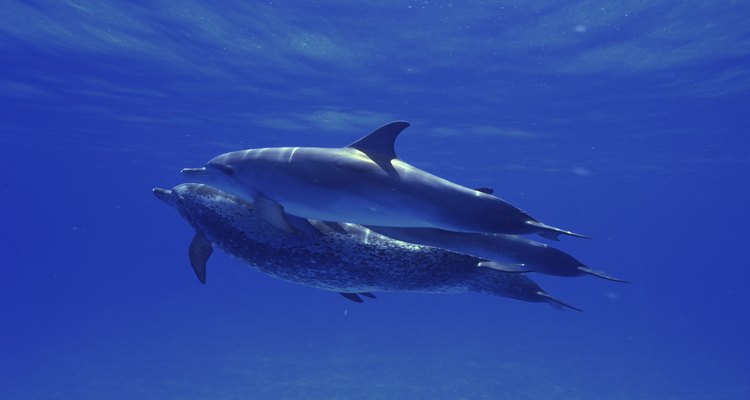 Draw underwater backgrounds to go with dolphins, fish and other underwater life.