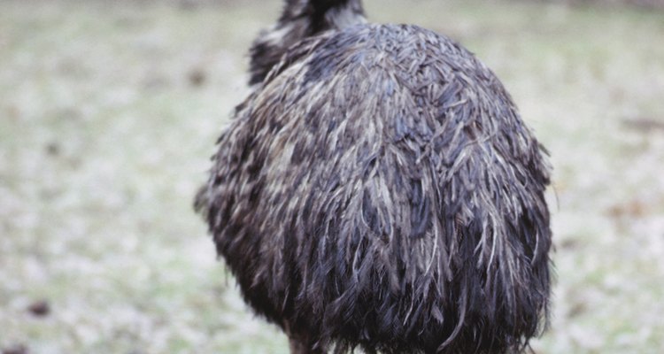 O kiwi é a menor dos ratitas que não voam