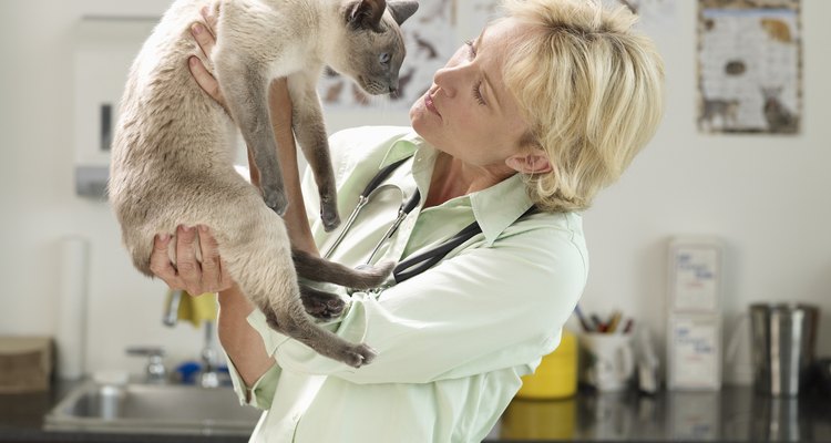 Gato com um veterinário