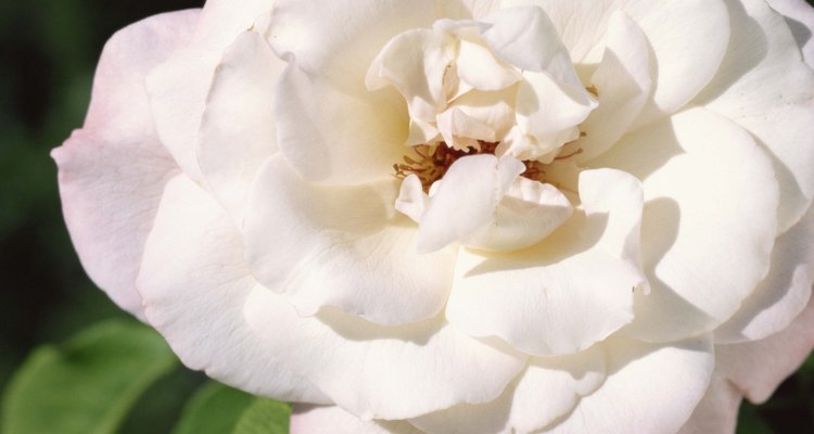 Prevén las enfermedades de las rosas con un cuidado adecuado.