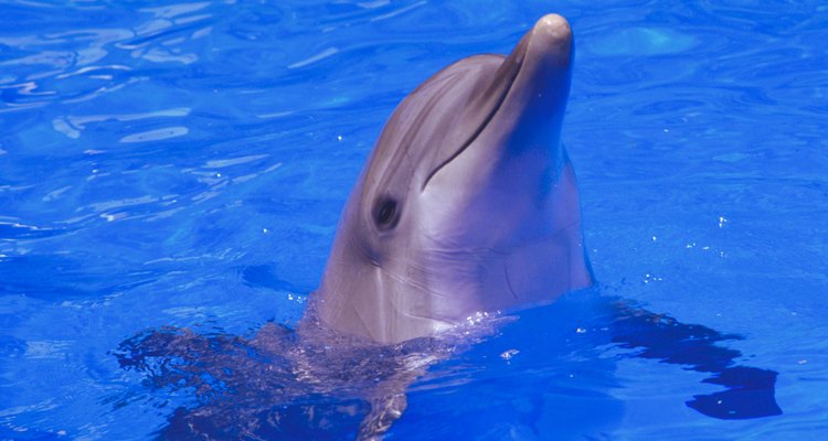 Los delfines son uno de los animales marinos más desarrollados.