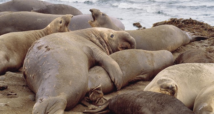 Animais
