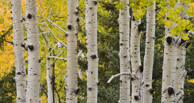 Birch trees are beautiful outdoors and indoors.
