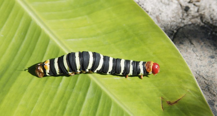 A lagartas passam bastante tempo comendo folhas