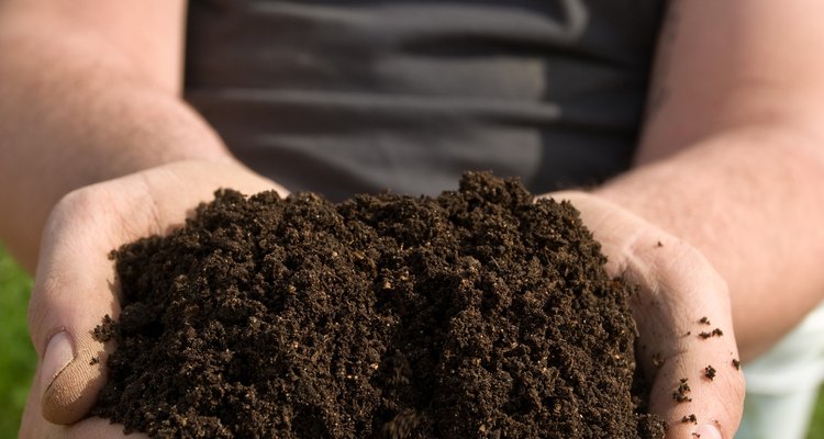 Transplant dusty miller to a 6-inch growing container filled with potting soil when the plants reach 4 inches in height.