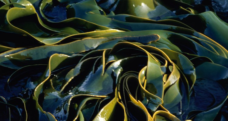 La kelp crece hasta 98 pies (29 metros) y existe en las aguas profundas y oscuras.
