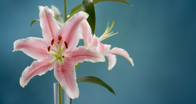 Remove lily pollen from the skin before it stains.