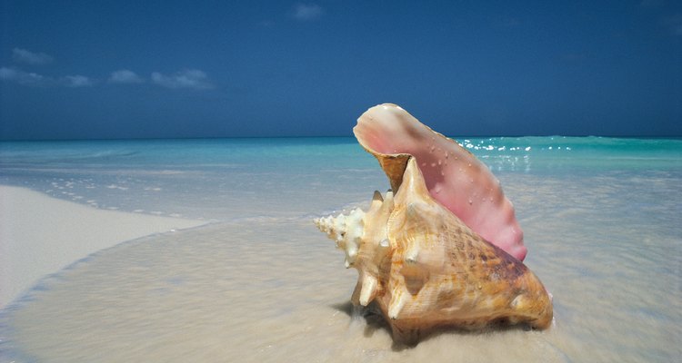 As conchas do mar têm um significado muito maior do que se poderia pensar